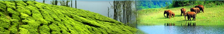 Kerala Tour Packages